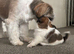 4 gorgeous mini shih tzu x jack russel