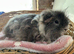 Texel adult boy guinea pig