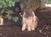 2 girl French lops