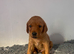 Kc reg labrador pups
