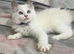 Gorgeous Tica ragdoll kittens