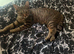Beautiful cats