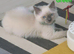 RAGDOLL KITTEN BOY