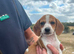 Dashhound X jack Russell