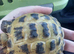 Horsefield male tortoise with set up bout a year old