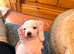 Mini jack russell puppies