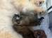 3 beautiful Pomeranian pups