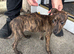 bull x lurcher pups