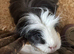 Pair of male guinea pigs