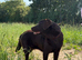 Quality KC Reg Chocolate Labrador Retriever