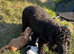 Stunning show type cocker spaniel girl puppy