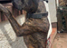 Presa canario