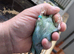 Blackwing black face budgies