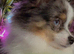Blue - Eyes Beauty Merle Pom