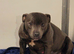 staffordshire bull terrier pups