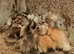5 Crested Bantam Ducklings (aka Crested Miniature Appleyard)