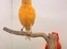 Red factor proven pair canary