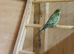 Blackface/blackwing Budgies