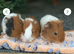 Beautiful Baby Guineapigs long and short haired