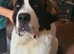 Male saint bernard puppy