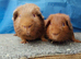 Beautiful bonded boys