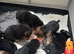 Straight back German shepherd pups
