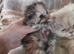 Kittens 2 girl chinchilla Persian