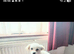 Hypoallergenic white furbaby