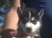 6 x stunning Siberian husky pups