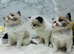Full pedigree registered Ragdoll kittens