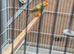 Bengalese finches and Star finches for sale