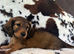 KC REGISTERED SHADED CREAM BOYS IN SOMERSET