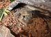 Breeding pair of leopard geckos