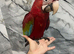 Young Friendly HandReared Super Tame Cuddly Greenwing Macaw Parrot