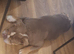 English bulldog female