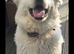 Beautiful long haired white female shepherd