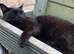 Urgent female cat