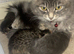 Kittens for sale