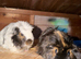 Young guinea pigs looking for homes