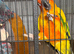 Sun Conure Male