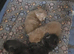 Maine coon kittens