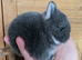 Blue fox netherland dwarf for sale