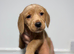 Stunning Cockerdor Puppies - 1 Male & 3 Females