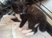 2 kittens