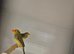 Pairs off star finches