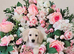 Rare Cream Longcoat Dachshund Puppies