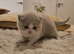 Beautiful British Shorthair Kittens - Ready December 2026