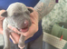 Whippet crossed Italian greyhound