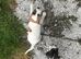 Jack russel