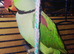Aleksandrine parrot male